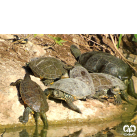گونه لاکپشت خزری Caspian Pond Turtle